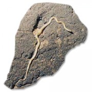 Una biscia depigmentata sulla parete dello speco